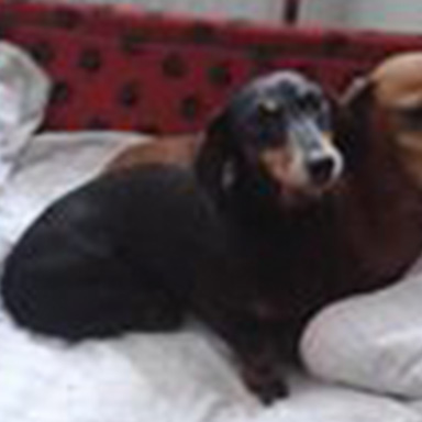 Duxenall Dog Bedz