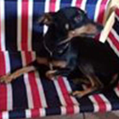 Duxenall Dog Bedz
