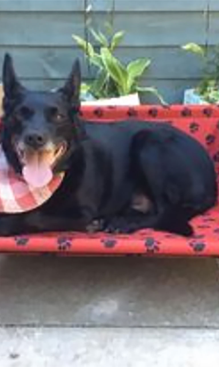 Duxenall Dog Bedz